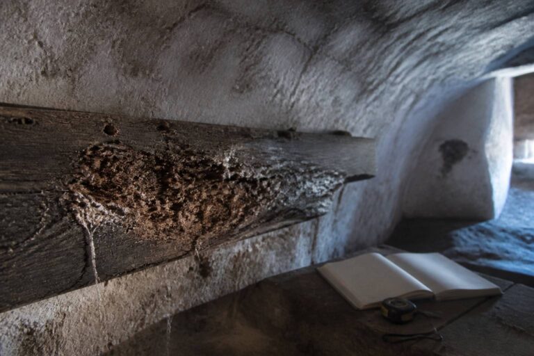 Champignons de cave : coniophore, lenzite et fausse mérule